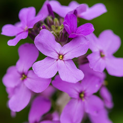 Lilac Wildflower