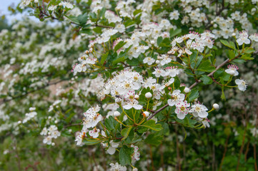 Crataegus monogyna, known as common or oneseed hawthorn