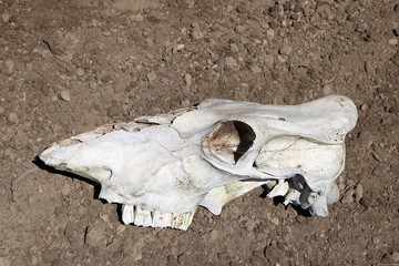 Closeup of skull skeleton of cow laying in the dirt