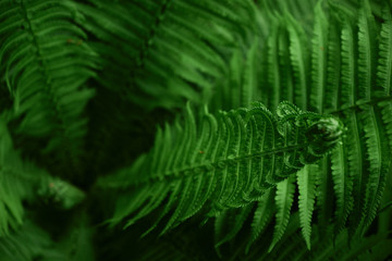 Beautiful green fern. Colorful ferns green foliage leaves natural floral fern background