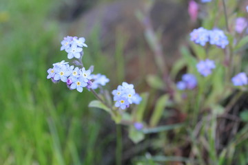moss flowers