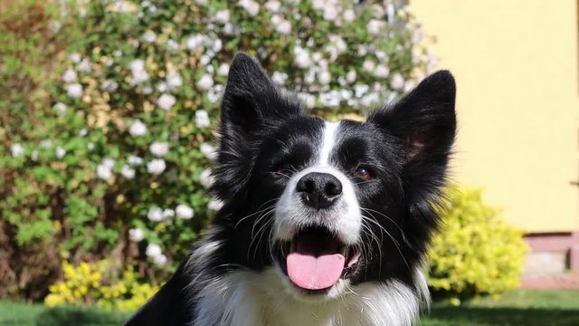 Excited Border Collie waiting for human to throw her a ball so she can aport it. Head of black and white border collie in springtime in Czech Republic.