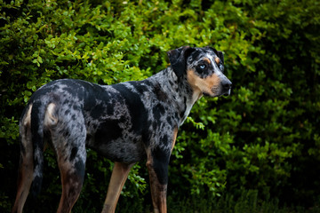 Catahoula Leopard Dog by bushes