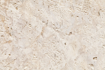 Shelly limestone background texture