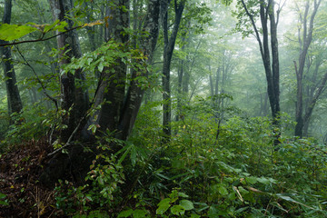 霧がかかる雨に濡れたブナ林
