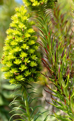 green leaves of a tree
