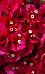 red flowers

