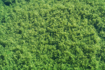 Green algae grows on a bottom of shallow lake