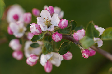 Fototapeta na wymiar Close up of new cherry tree blossom flowers spring on green blur background