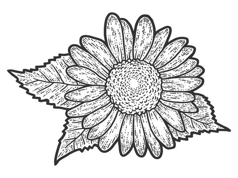 Decorative flower of a sunflower. Sketch scratch board imitation.