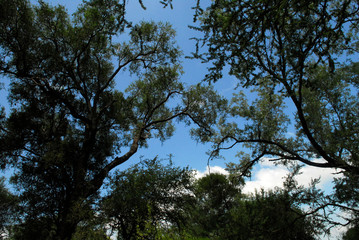 Obraz premium Flora Santiago del Estero