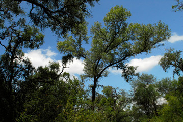 Flora Santiago del Estero