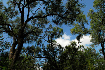 Flora Santiago del Estero