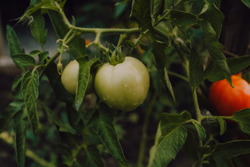mano acercándose a coger tomates del huerto ecologico