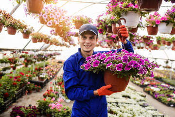 Young happy man gardener florist is smiling and holding a pot with petunias flowers in a greenhouse.