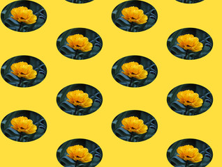 Beautiful narcissus flower on an yellow background, one flower, spring, nature. Mock-up for design, seamless pattern.