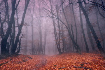 Road through a mystical foggy beech forest in the fall.