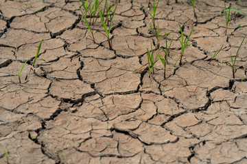 Close-up of dry and cracked brown soil/ earth/ ground with sparse and fragile blades of grass coming out of the ditches formed by the drought. Global warming effects, little water due to lack of rain.