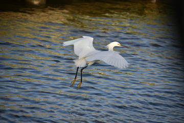 great white heron