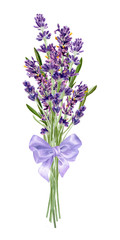 Lavender flowers bouqet with bow isolated on white background. Watercolor botanical illustration