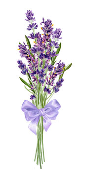 Lavender Flowers Bouqet With Bow Isolated On White Background. Watercolor Botanical Illustration