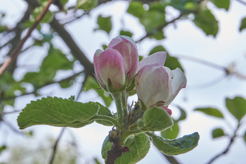Apple trees bloom in the garden.