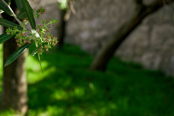 Hojas y frutos de un árbol en primer plano con muro de piedra al fondo