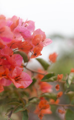 pink flowers in rain 2