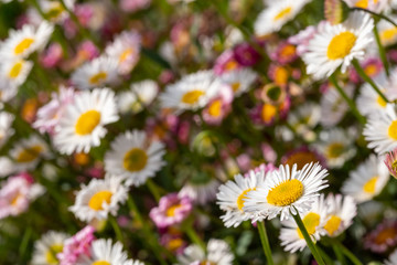 Obraz premium Close up of Mexican daisies, also called Cornish daisies, with white petals and yellow centres. Before they open up they are pink. The flowers attract bees and butterflies.