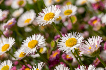 Obraz premium Close up of Mexican daisies, also called Cornish daisies, with white petals and yellow centres. Before they open up they are pink. The flowers attract bees and butterflies.