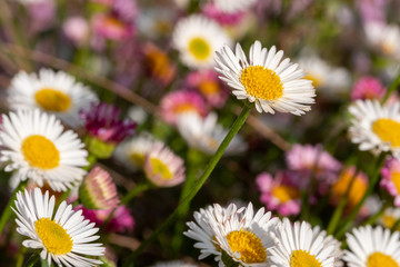 Obraz premium Close up of Mexican daisies, also called Cornish daisies, with white petals and yellow centres. Before they open up they are pink. The flowers attract bees and butterflies.