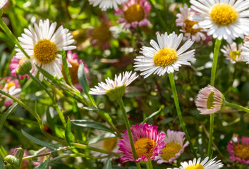Fototapeta premium Close up of Mexican daisies, also called Cornish daisies, with white petals and yellow centres. Before they open up they are pink. The flowers attract bees and butterflies.
