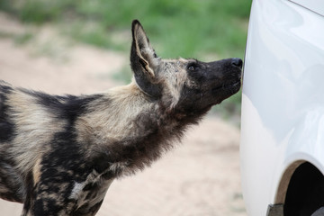 An African wild hyena dog sniffs a white car.
