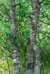 Flora Santiago del Estero