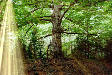 un viejo árbol en un bosque encantado