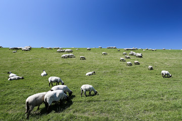 Obraz premium Schafe am Deich