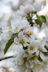 цветущая яблыня в городе,blooming apple tree in the city,