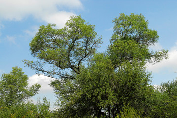 Obraz premium Flora Santiago del Estero