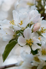 цветущая яблыня в городе,blooming apple tree in the city,