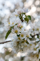 цветущая яблыня в городе,blooming apple tree in the city,