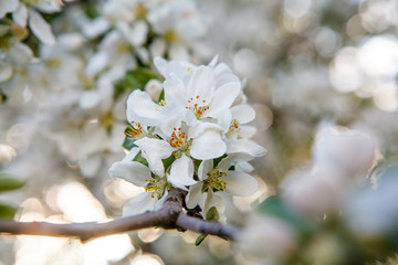 цветущая яблыня в городе,blooming apple tree in the city,