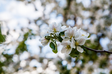 цветущая яблыня в городе,blooming apple tree in the city,