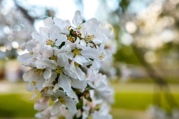 цветущая яблыня в городе,blooming apple tree in the city,