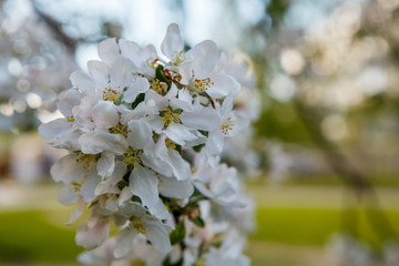 цветущая яблыня в городе,blooming apple tree in the city,