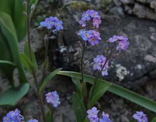 Fototapeta premium Forget-me-nots flowers close up in garden