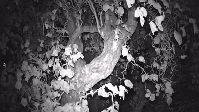 Ein wilder Marder erkl&auml;ttert einen Baum - aufgenommen mit einer Wildtierkamera  - Nachtaufnahme