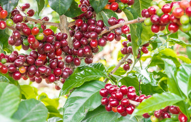 Red coffee beans in branch, close up