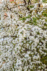 цветущая яблыня в городе,blooming apple tree in the city,