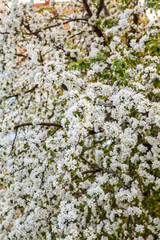 цветущая яблыня в городе,blooming apple tree in the city,