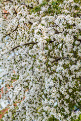 цветущая яблыня в городе,blooming apple tree in the city,